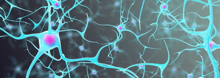 Image of Networks of Neurons